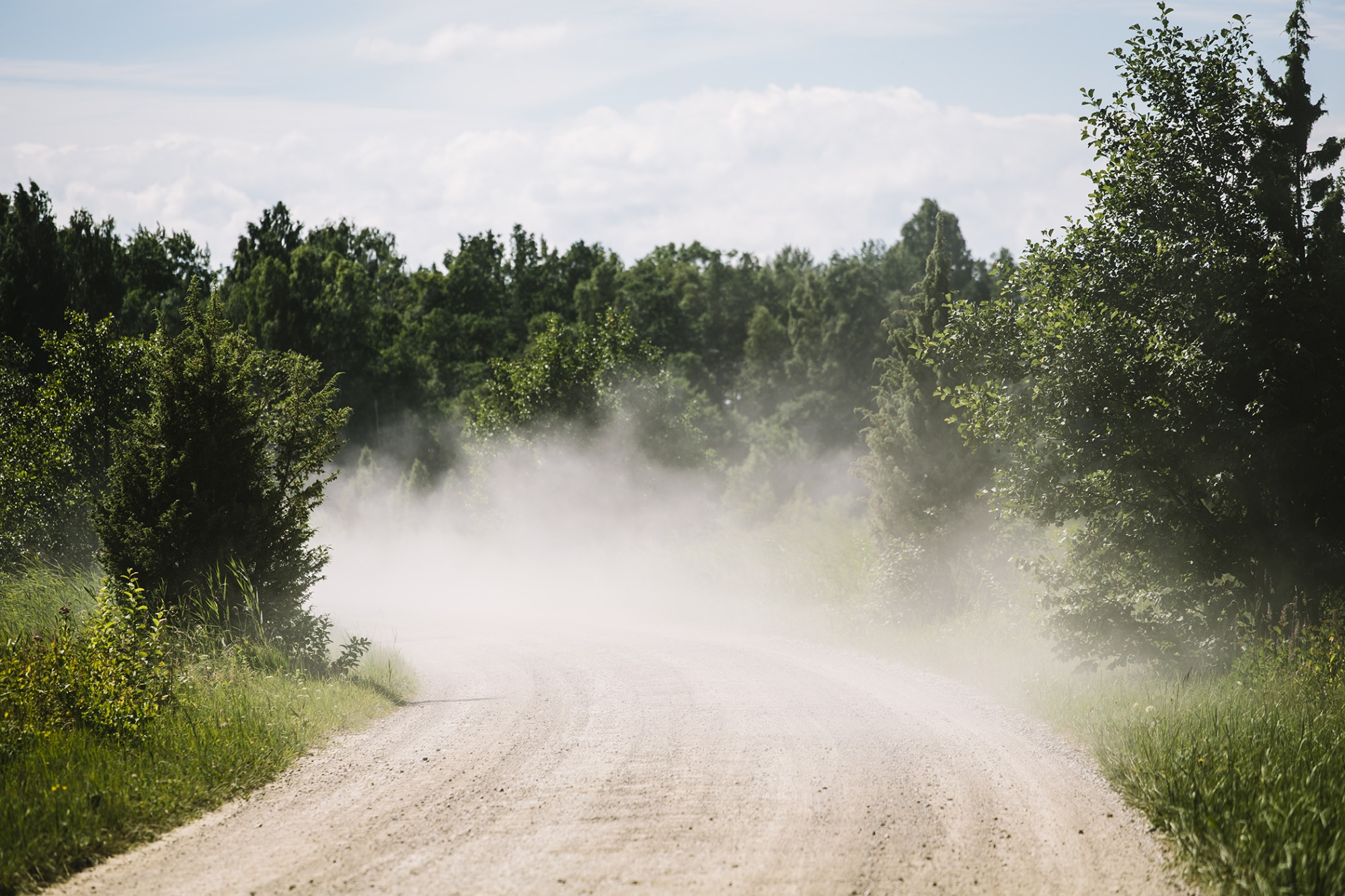 Dusty grass