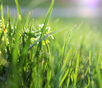 Pasture plants