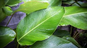 Large leaf