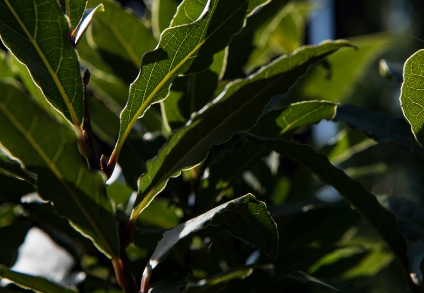 Green leaves