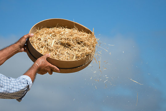 Thrash over old straw