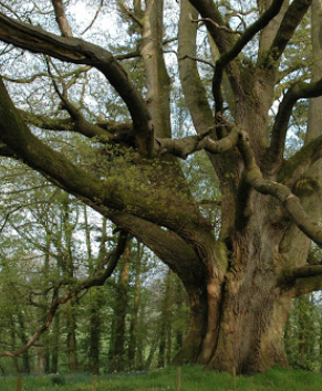 Large / huge / lofty tree